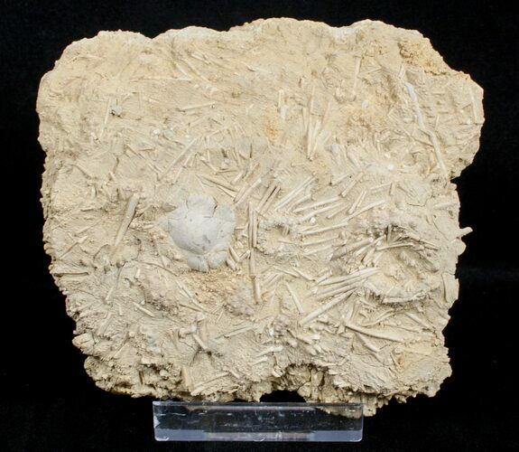 Fossil Jurassic Echinoderm (Acrosalenia) Spines - France #3173